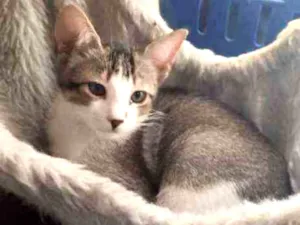 Gato raça Srd idade 2 a 6 meses nome Irineu