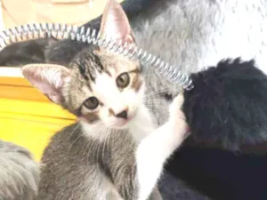 Gato raça Srd idade 2 a 6 meses nome Ioiô