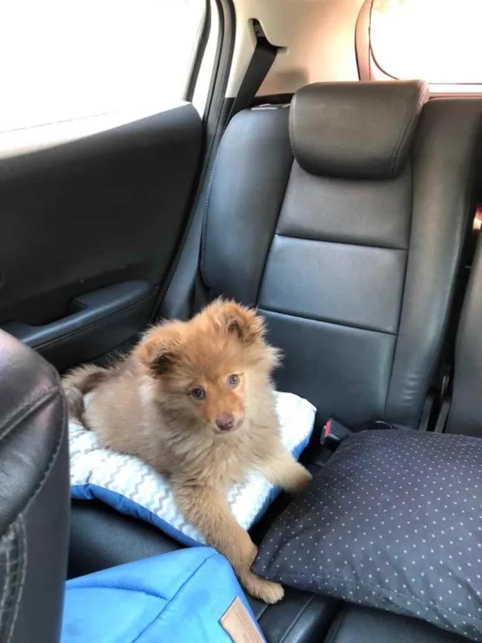 Cachorro raça Spitz Alemão  idade 2 a 6 meses nome Like