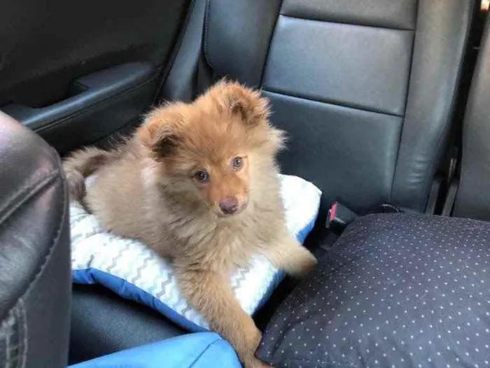 Cachorro raça Spitz Alemão  idade 2 a 6 meses nome Like