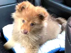 Cachorro raça Spitz Alemão  idade 2 a 6 meses nome Like