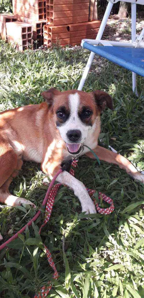 Cachorro ra a SRD idade 5 anos nome Rock