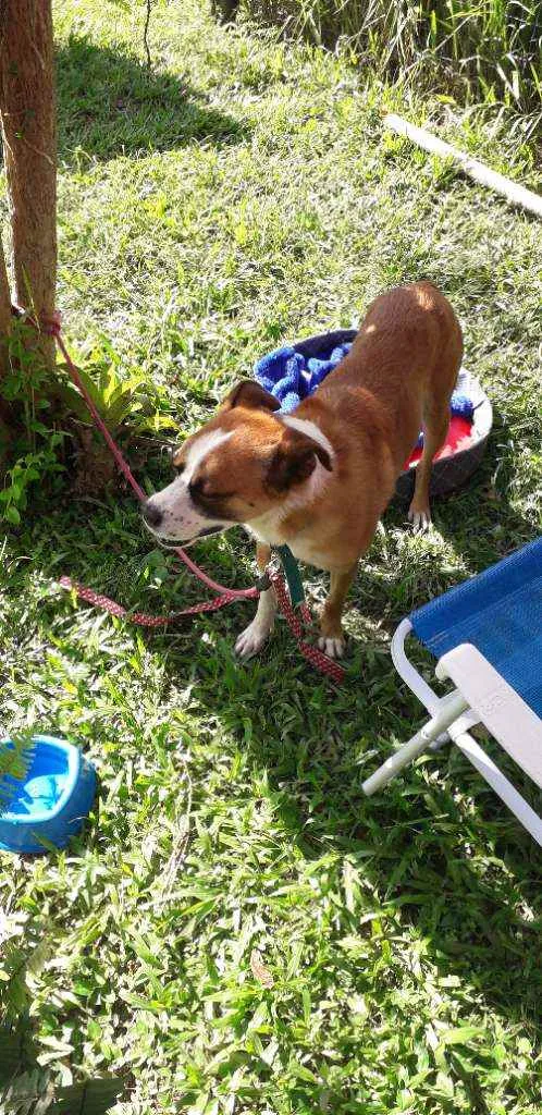 Cachorro ra a SRD idade 5 anos nome Rock