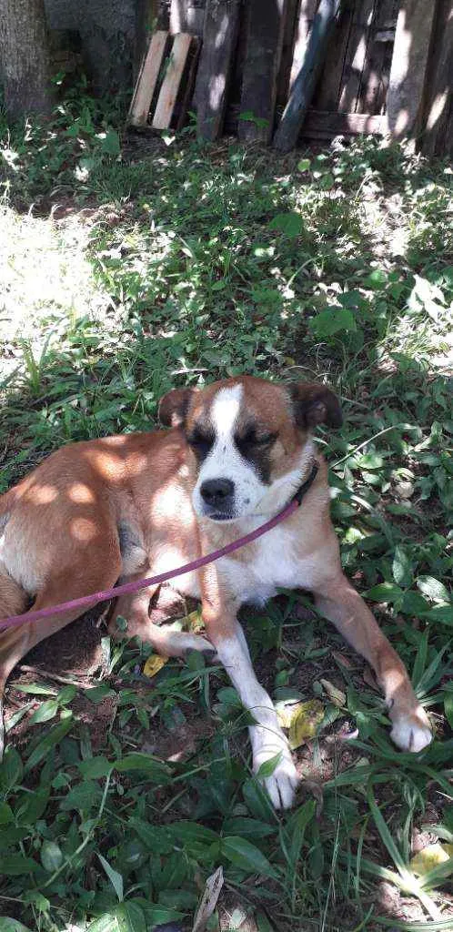 Cachorro ra a SRD idade 5 anos nome Rock