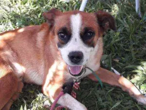 Cachorro raça SRD idade 5 anos nome Rock