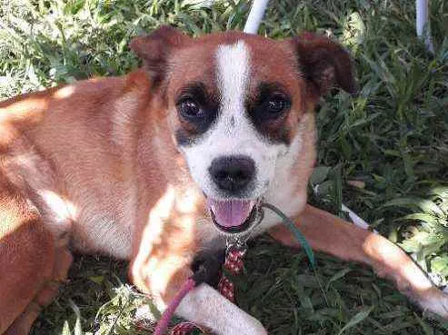 Cachorro ra a SRD idade 5 anos nome Rock
