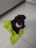 Muriel