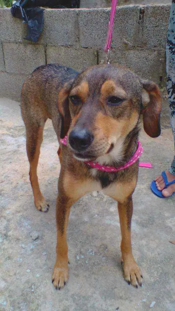 Cachorro ra a SRD idade 2 anos nome Nina