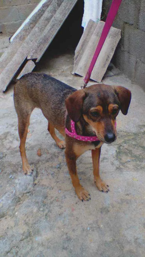 Cachorro ra a SRD idade 2 anos nome Nina