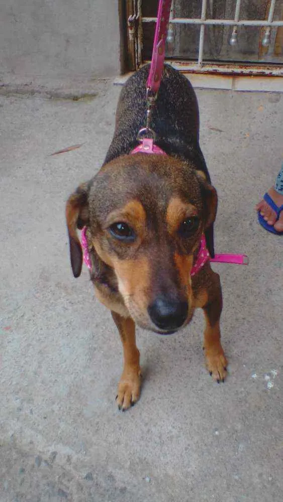 Cachorro ra a SRD idade 2 anos nome Nina