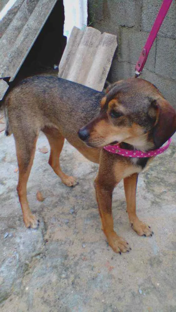 Cachorro ra a SRD idade 2 anos nome Nina