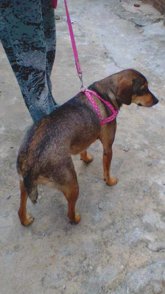 Cachorro ra a SRD idade 2 anos nome Nina