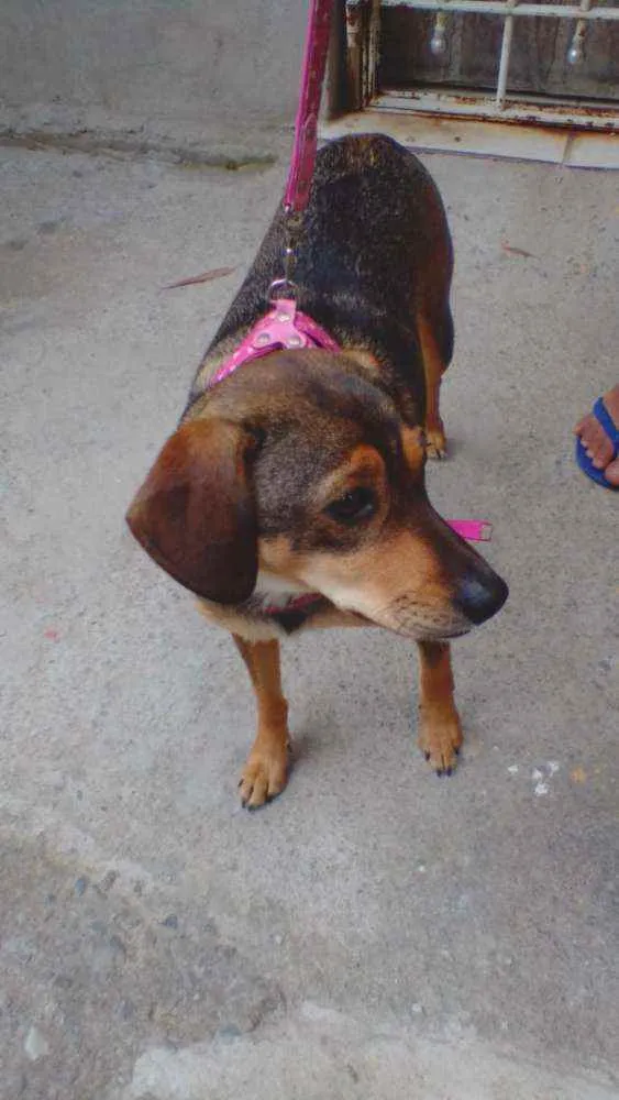 Cachorro ra a SRD idade 2 anos nome Nina
