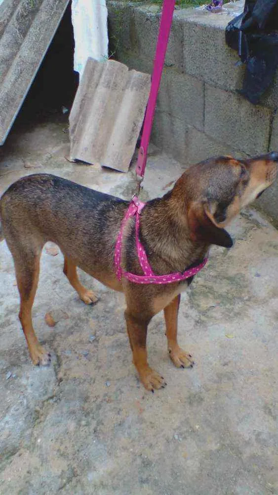 Cachorro ra a SRD idade 2 anos nome Nina