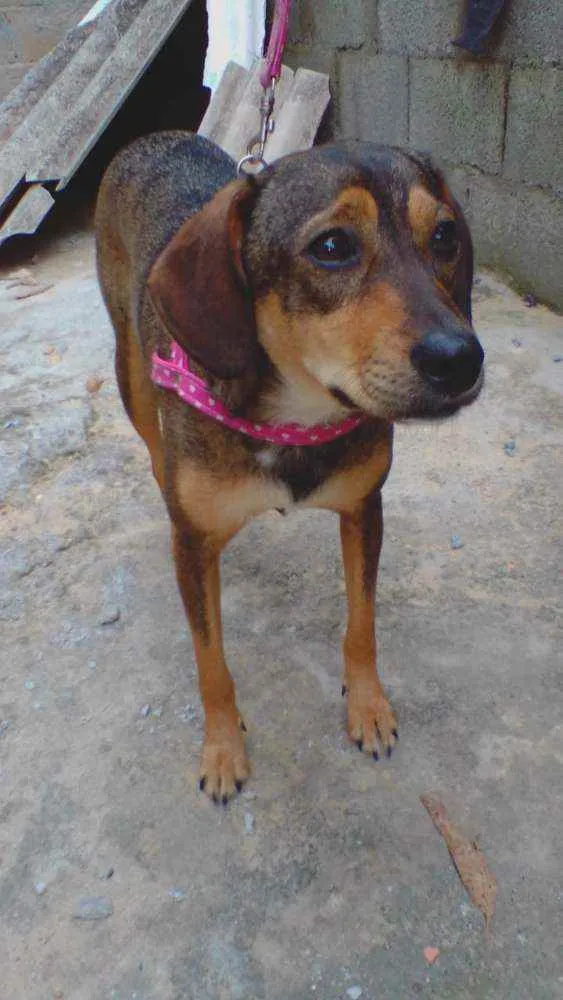 Cachorro ra a SRD idade 2 anos nome Nina