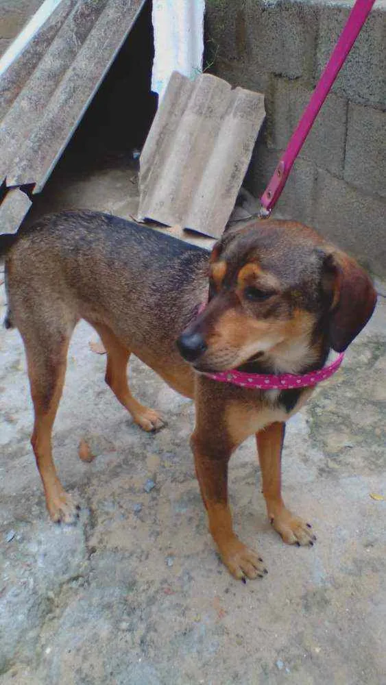 Cachorro ra a SRD idade 2 anos nome Nina
