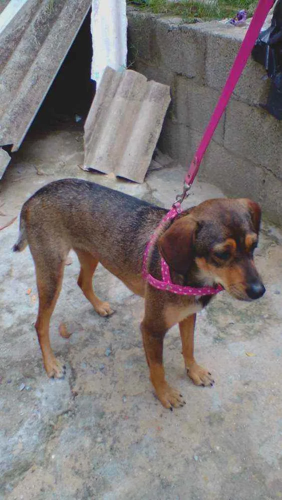 Cachorro ra a SRD idade 2 anos nome Nina