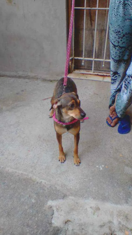 Cachorro ra a SRD idade 2 anos nome Nina