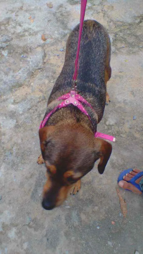 Cachorro ra a SRD idade 2 anos nome Nina