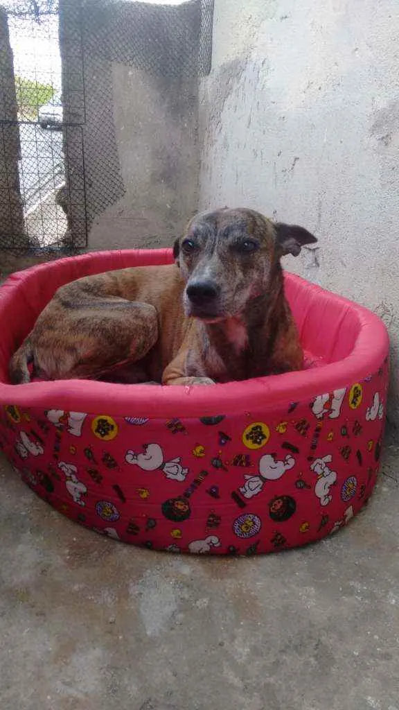 Cachorro raça Srd idade 4 anos nome Rajado