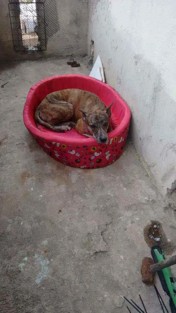 Cachorro raça Srd idade 4 anos nome Rajado