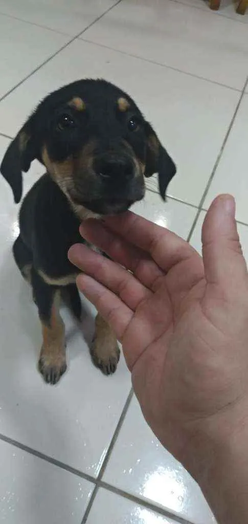 Cachorro ra a SRD idade 2 a 6 meses nome Esperança 