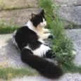 Willy