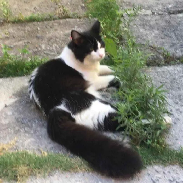 Gato ra a SRD idade 7 a 11 meses nome Willy
