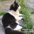 Willy