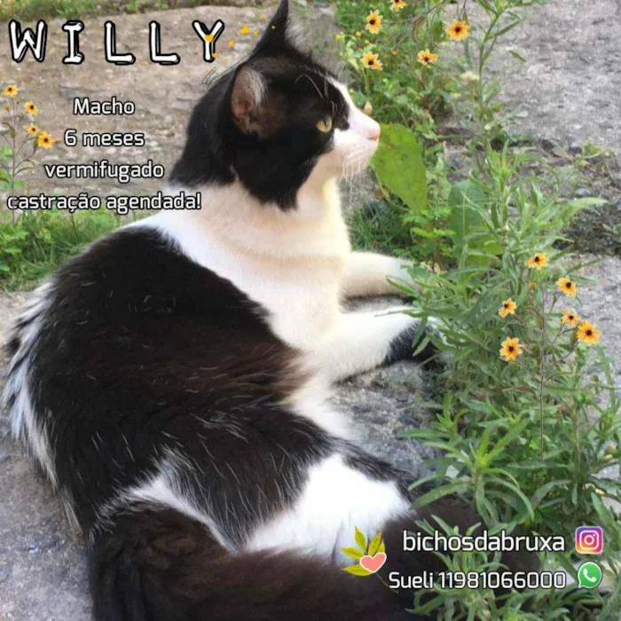 Gato ra a SRD idade 7 a 11 meses nome Willy