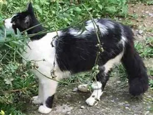 Gato raça SRD idade 7 a 11 meses nome Willy