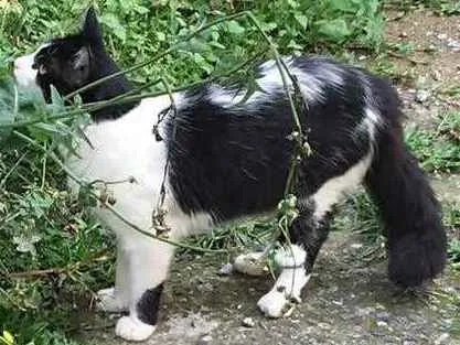 Gato ra a SRD idade 7 a 11 meses nome Willy