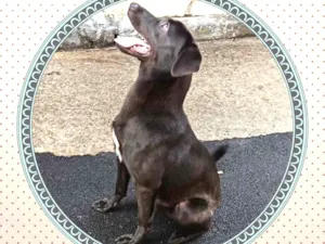 Cachorro raça SRD idade 7 a 11 meses nome saddan