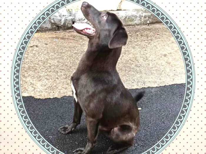 Cachorro ra a SRD idade 7 a 11 meses nome saddan