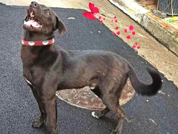 Cachorro ra a SRD idade 7 a 11 meses nome saddan