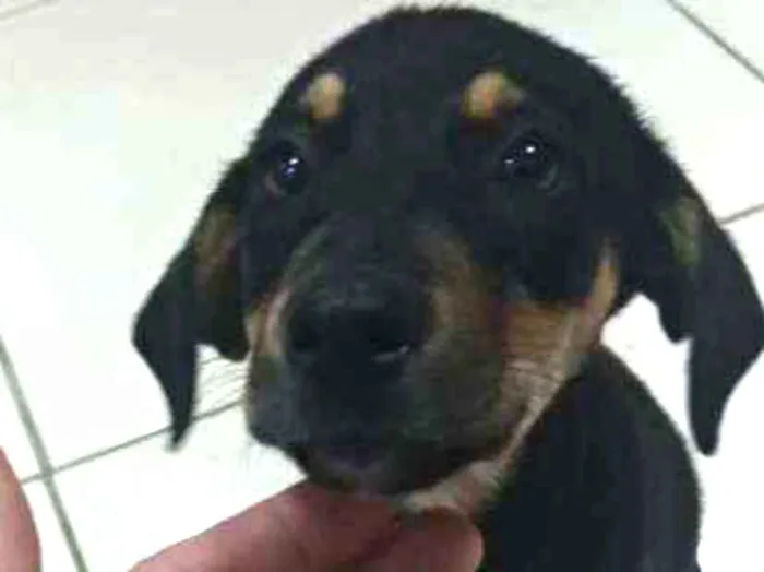 Cachorro ra a SRD idade 2 a 6 meses nome Esperança 