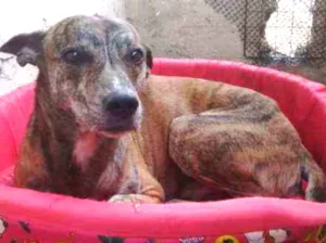 Cachorro raça Srd idade 4 anos nome Rajado