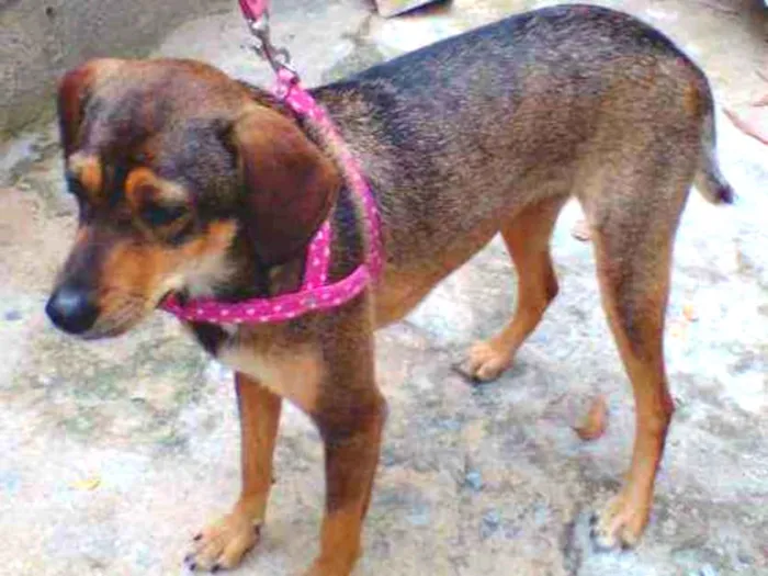 Cachorro ra a SRD idade 2 anos nome Nina