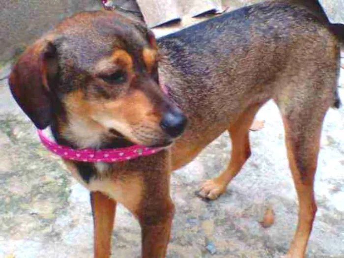 Cachorro ra a SRD idade 2 anos nome Nina