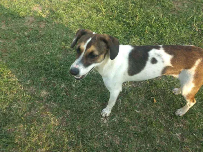 Cachorro raça Srd idade 1 ano nome Poli