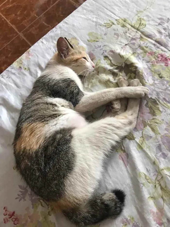Gato ra a Nenhuma idade 1 ano nome Zuzu