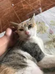 Zuzu