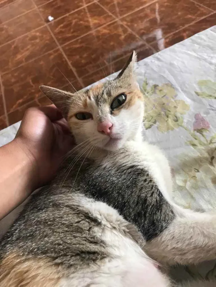 Gato ra a Nenhuma idade 1 ano nome Zuzu