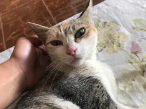 Gato raça Nenhuma idade 1 ano nome Zuzu