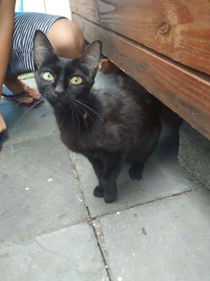 Gato raça Sem raça definida idade 2 a 6 meses nome Bola de Neve
