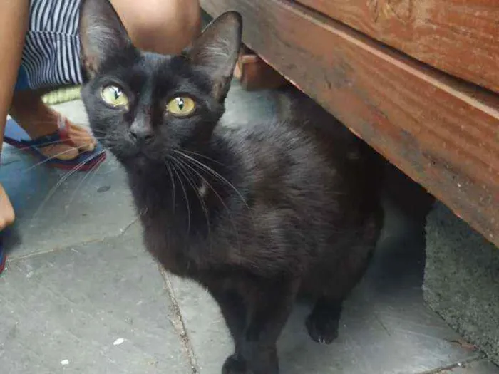 Gato raça Sem raça definida idade 2 a 6 meses nome Bola de Neve