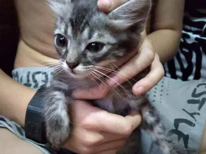 Gato raça Sem raça definida idade 2 a 6 meses nome Mil.House 