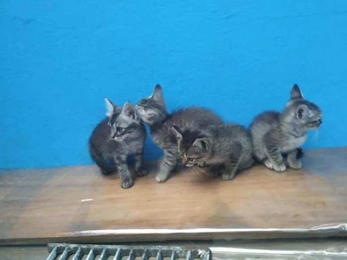 Gato ra a Sem raça definida idade 2 a 6 meses nome Os mascotes Simpsons