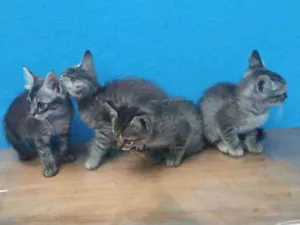 Gato raça Sem raça definida idade 2 a 6 meses nome Os mascotes Simpsons