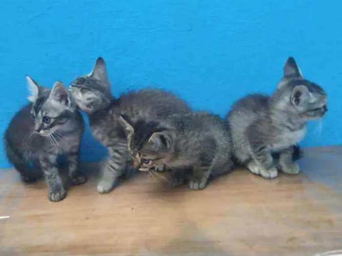 Os mascotes Simpsons